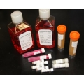 Cell Culture Supplements, Reagents